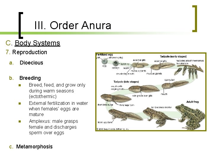 III. Order Anura C. Body Systems 7. Reproduction a. Dioecious b. Breeding n n