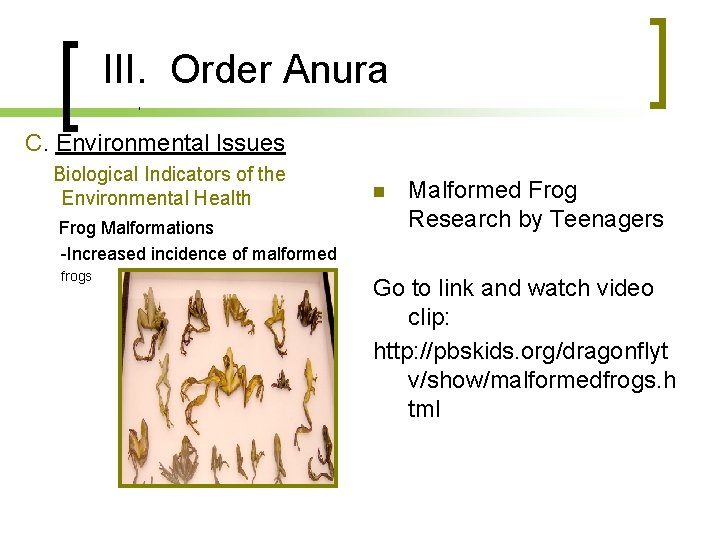 III. Order Anura I C. Environmental Issues Biological Indicators of the Environmental Health Frog