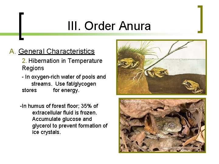 III. Order Anura A. General Characteristics 2. Hibernation in Temperature Regions - In oxygen-rich