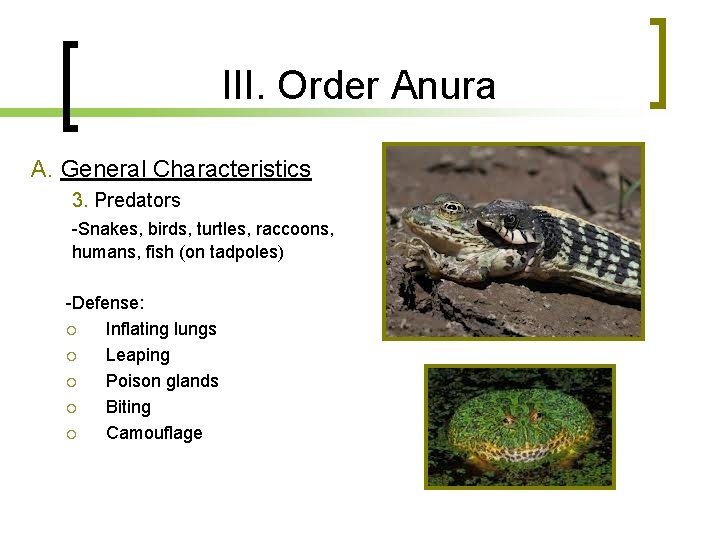 III. Order Anura A. General Characteristics 3. Predators -Snakes, birds, turtles, raccoons, humans, fish