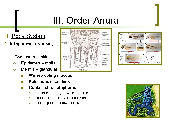 III. Order Anura B. Body System 1. Integumentary (skin) Two layers in skin Epidermis