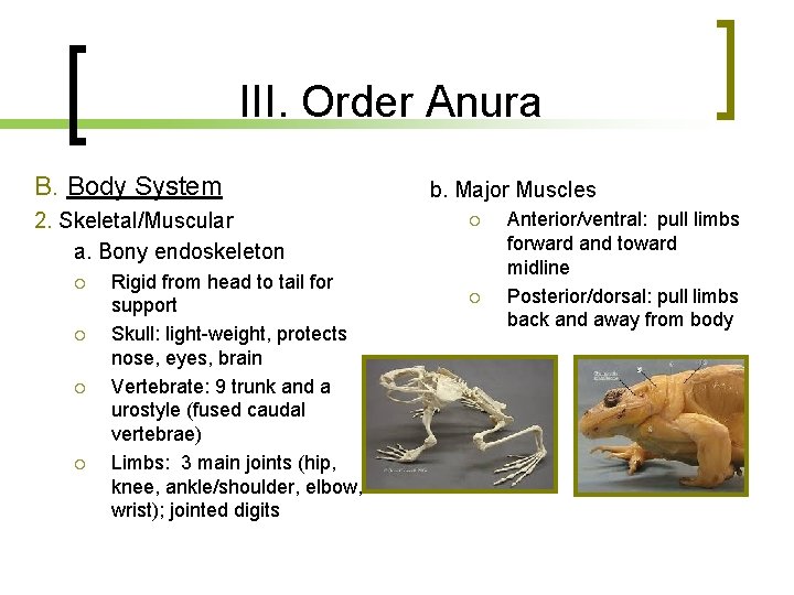 III. Order Anura B. Body System 2. Skeletal/Muscular a. Bony endoskeleton Rigid from head