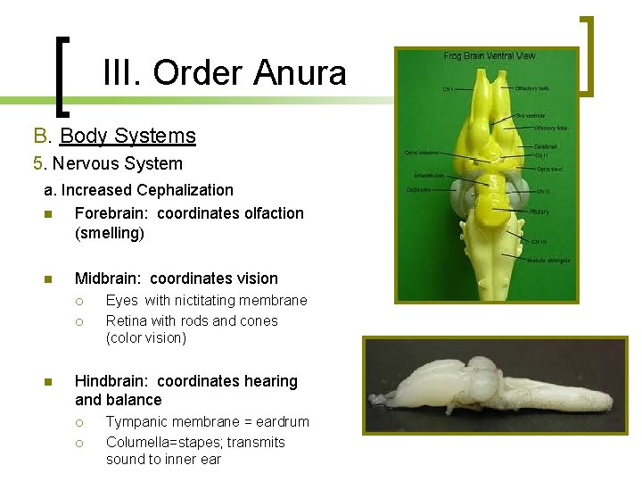 III. Order Anura B. Body Systems 5. Nervous System a. Increased Cephalization n Forebrain: