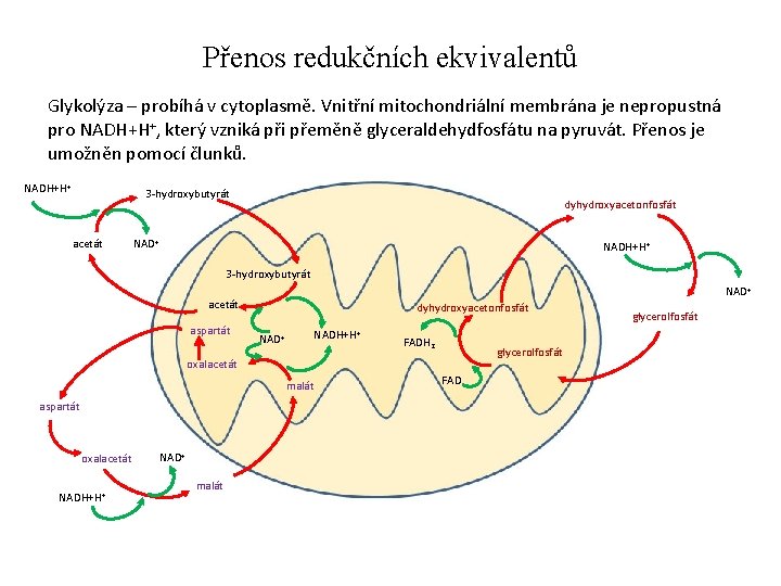 Přenos redukčních ekvivalentů Glykolýza – probíhá v cytoplasmě. Vnitřní mitochondriální membrána je nepropustná pro
