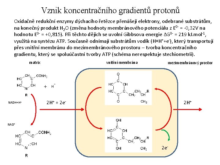 Vznik koncentračního gradientů protonů Oxidačně redukční enzymy dýchacího řetězce přenášejí elektrony, odebrané substrátům, na