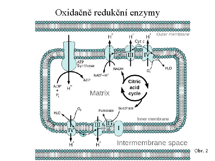 Oxidačně redukční enzymy Obr. 2 