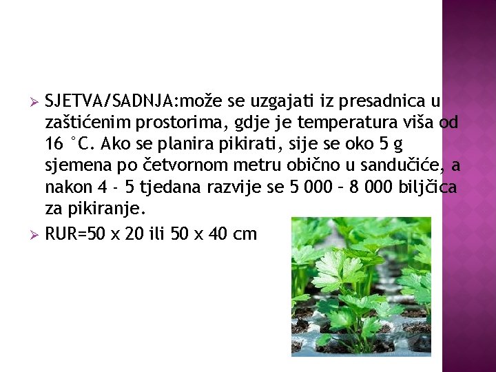 SJETVA/SADNJA: može se uzgajati iz presadnica u zaštićenim prostorima, gdje je temperatura viša od