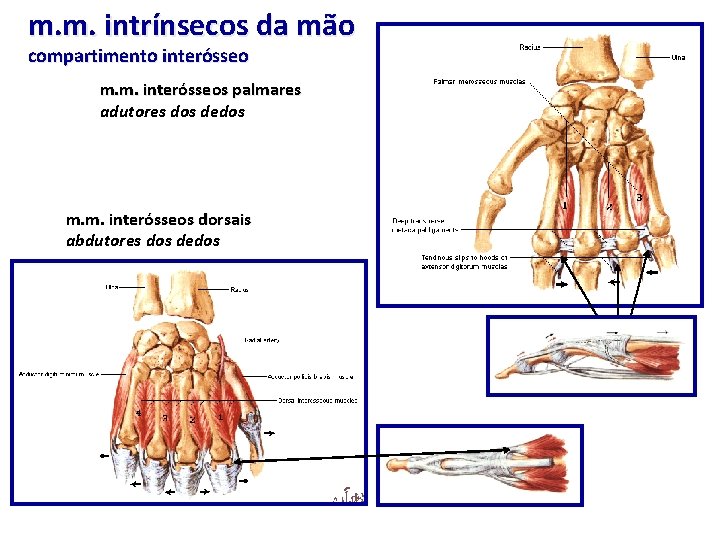 m. m. intrínsecos da mão compartimento interósseo m. m. interósseos palmares adutores dos dedos