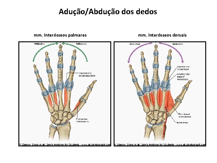 Adução/Abdução dos dedos mm. Interósseos palmares mm. Interósseos dorsais 