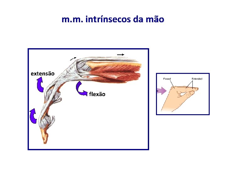 m. m. intrínsecos da mão extensão flexão 