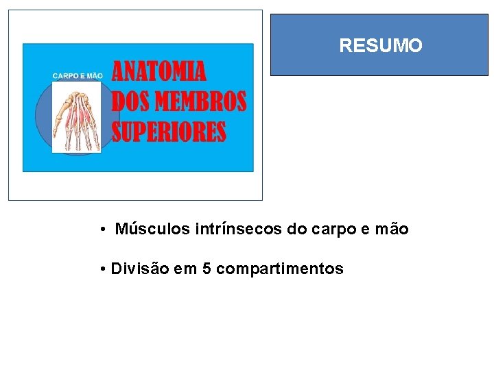 RESUMO • Músculos intrínsecos do carpo e mão • Divisão em 5 compartimentos 