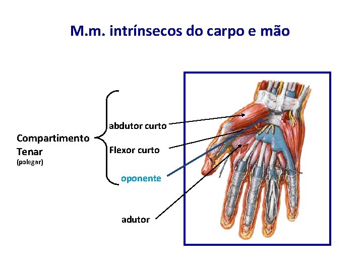 M. m. intrínsecos do carpo e mão Compartimento Tenar abdutor curto Flexor curto (polegar)