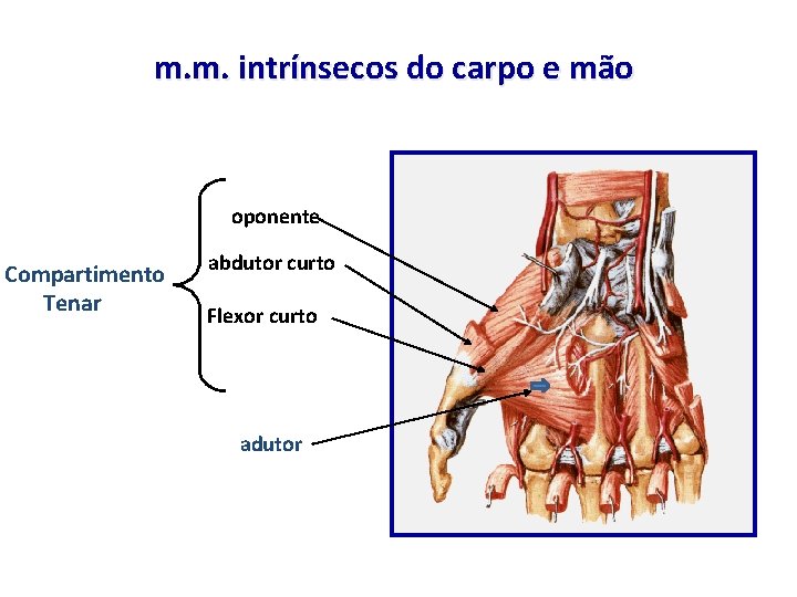 m. m. intrínsecos do carpo e mão oponente Compartimento Tenar abdutor curto Flexor curto