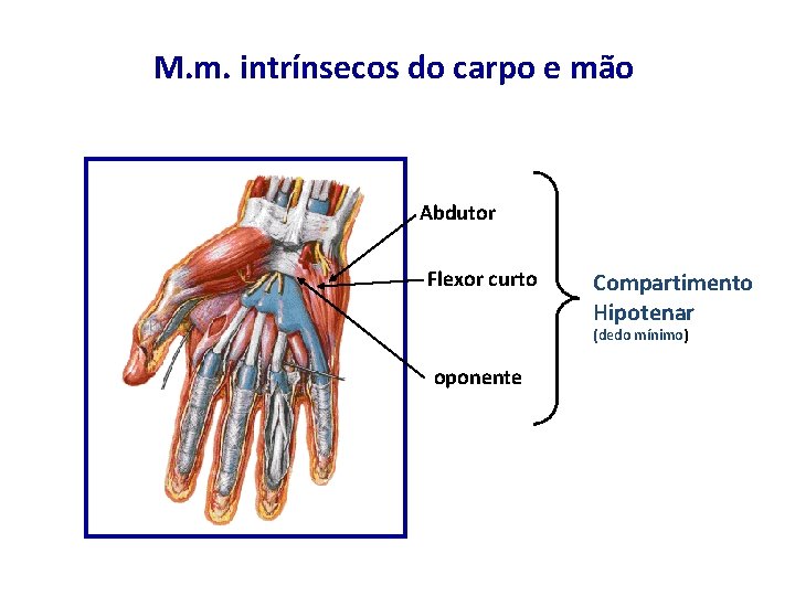 M. m. intrínsecos do carpo e mão Abdutor Flexor curto Compartimento Hipotenar (dedo mínimo)