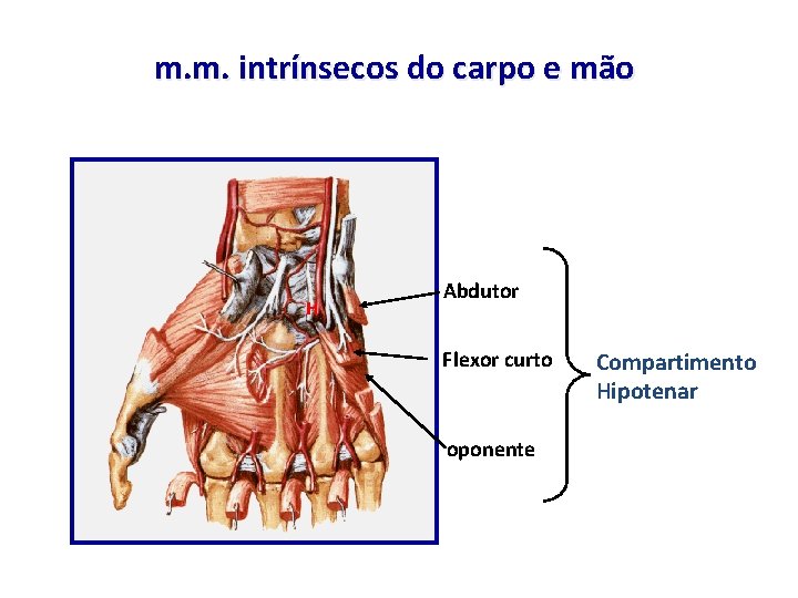 m. m. intrínsecos do carpo e mão H Abdutor Flexor curto oponente Compartimento Hipotenar