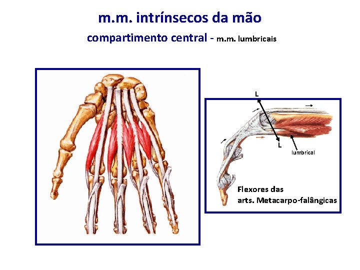 m. m. intrínsecos da mão compartimento central - m. m. lumbricais L L lumbrical