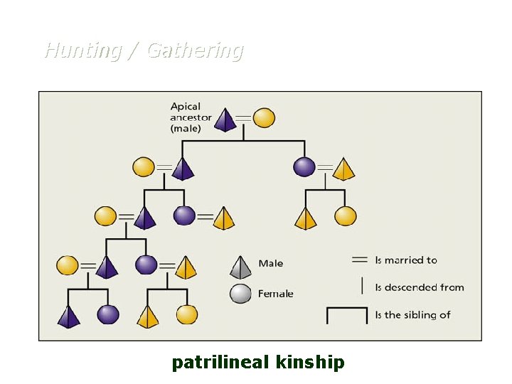 Hunting / Gathering patrilineal kinship 