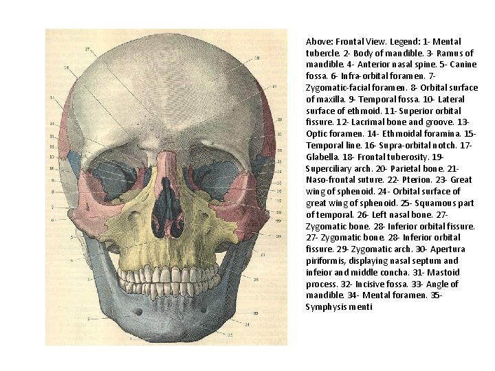Above: Frontal View. Legend: 1 - Mental tubercle. 2 - Body of mandible. 3