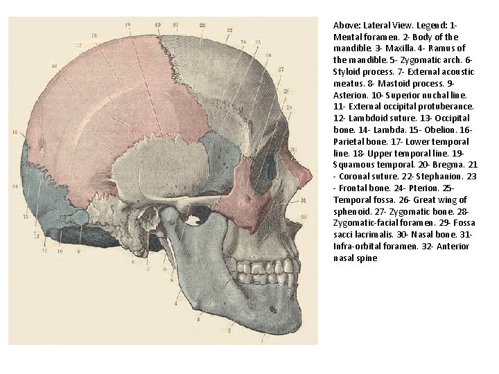 Above: Lateral View. Legend: 1 Mental foramen. 2 - Body of the mandible. 3