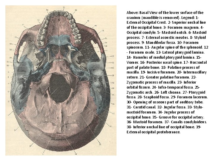 Above: Basal View of the lower surface of the cranium (mandible is removed). Legend: