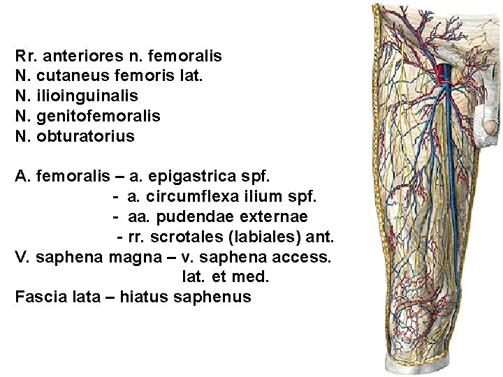 Rr. anteriores n. femoralis N. cutaneus femoris lat. N. ilioinguinalis N. genitofemoralis N. obturatorius