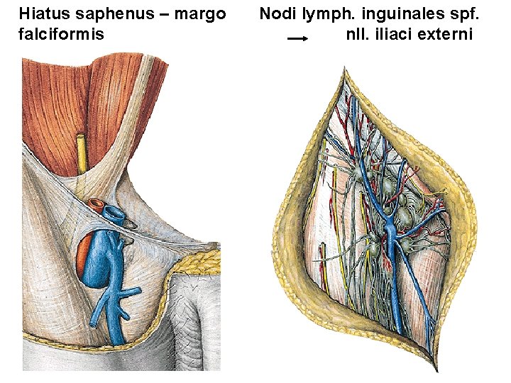 Hiatus saphenus – margo falciformis Nodi lymph. inguinales spf. nll. iliaci externi 