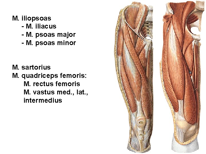 M. iliopsoas - M. iliacus - M. psoas major - M. psoas minor M.