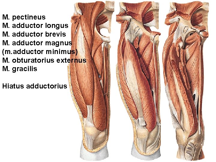 M. pectineus M. adductor longus M. adductor brevis M. adductor magnus (m. adductor minimus)