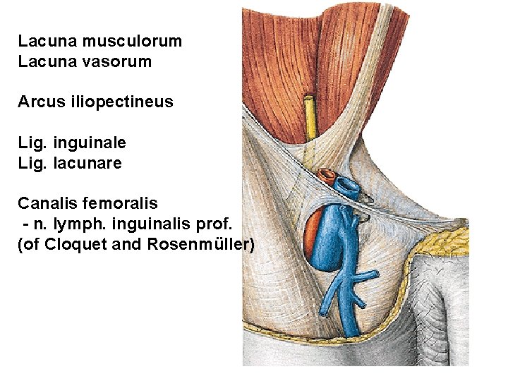 Lacuna musculorum Lacuna vasorum Arcus iliopectineus Lig. inguinale Lig. lacunare Canalis femoralis - n.