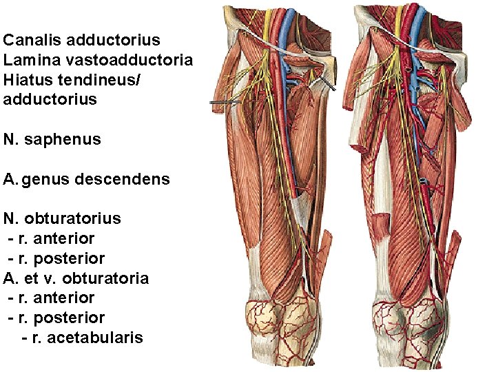 Canalis adductorius Lamina vastoadductoria Hiatus tendineus/ adductorius N. saphenus A. genus descendens N. obturatorius