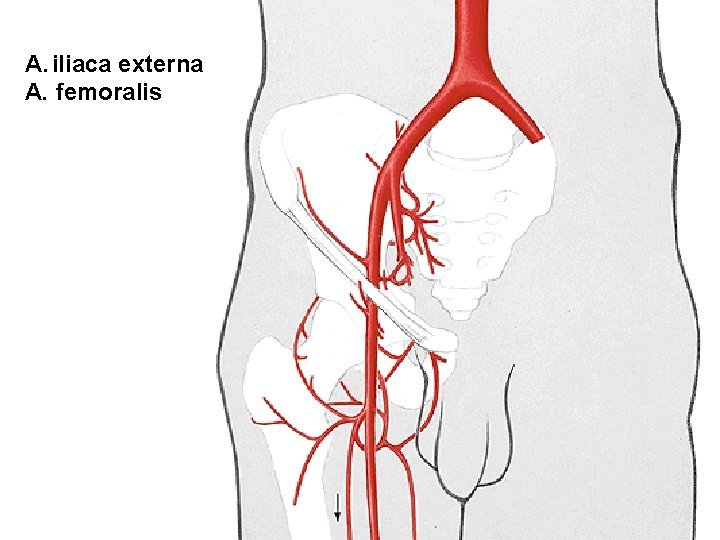 A. iliaca externa A. femoralis 