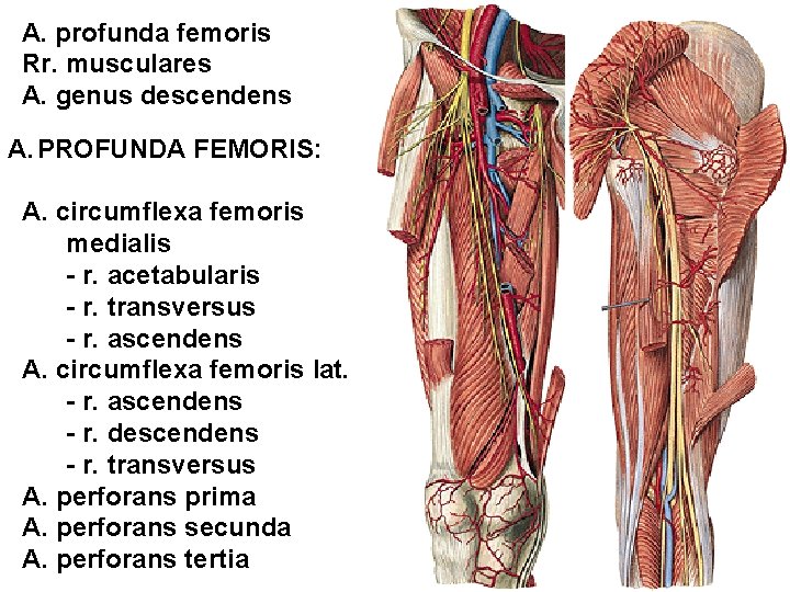 A. profunda femoris Rr. musculares A. genus descendens A. PROFUNDA FEMORIS: A. circumflexa femoris