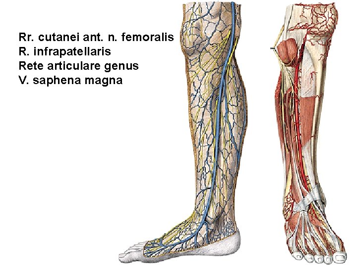 Rr. cutanei ant. n. femoralis R. infrapatellaris Rete articulare genus V. saphena magna 