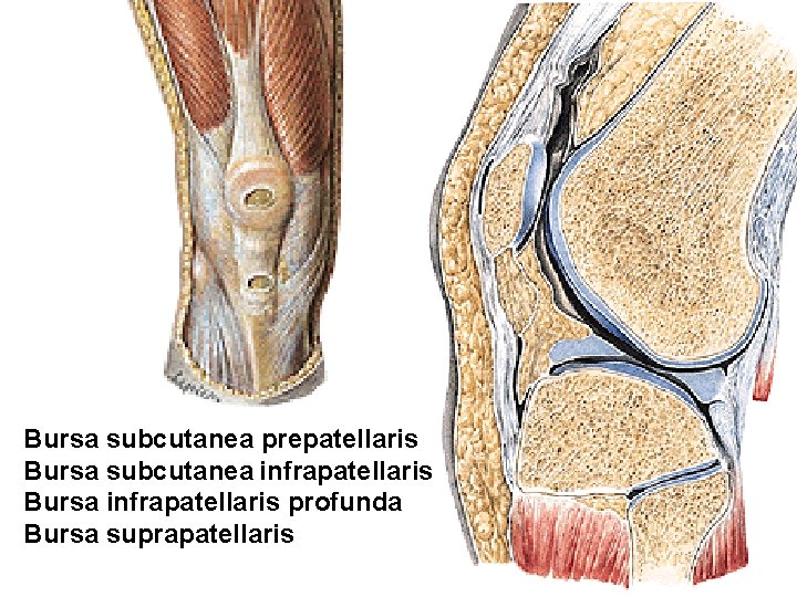 Bursa subcutanea prepatellaris Bursa subcutanea infrapatellaris Bursa infrapatellaris profunda Bursa suprapatellaris 