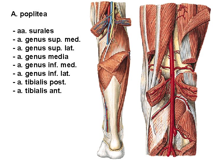 A. poplitea - aa. surales - a. genus sup. med. - a. genus sup.