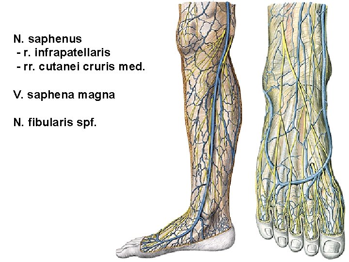 N. saphenus - r. infrapatellaris - rr. cutanei cruris med. V. saphena magna N.