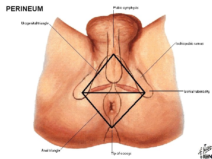 PERINEUM 