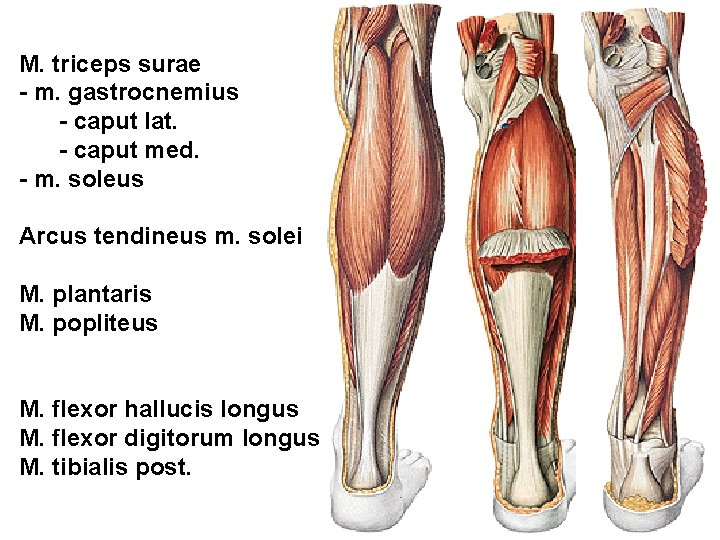 M. triceps surae - m. gastrocnemius - caput lat. - caput med. - m.