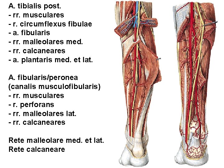 A. tibialis post. - rr. musculares - r. circumflexus fibulae - a. fibularis -