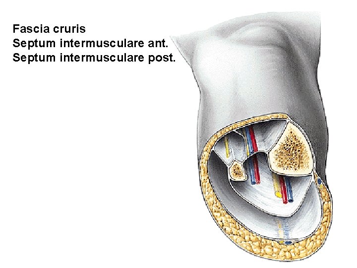 Fascia cruris Septum intermusculare ant. Septum intermusculare post. 