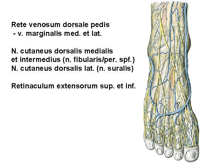 Rete venosum dorsale pedis - v. marginalis med. et lat. N. cutaneus dorsalis medialis