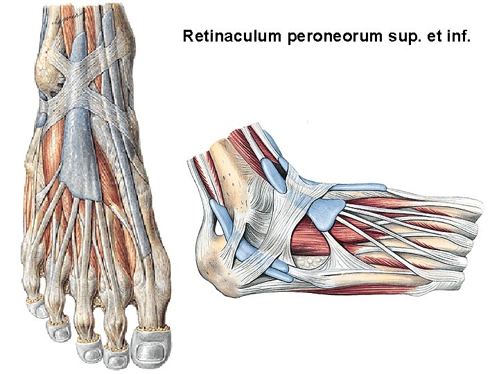 Retinaculum peroneorum sup. et inf. 