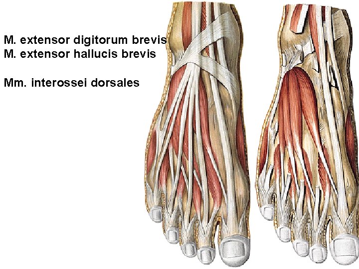 M. extensor digitorum brevis M. extensor hallucis brevis Mm. interossei dorsales 