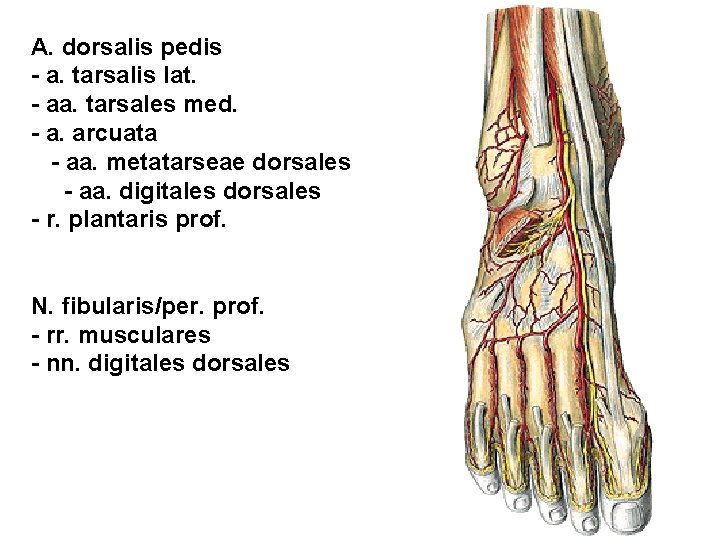 A. dorsalis pedis - a. tarsalis lat. - aa. tarsales med. - a. arcuata