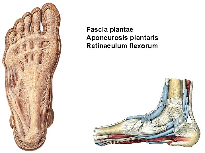 Fascia plantae Aponeurosis plantaris Retinaculum flexorum 