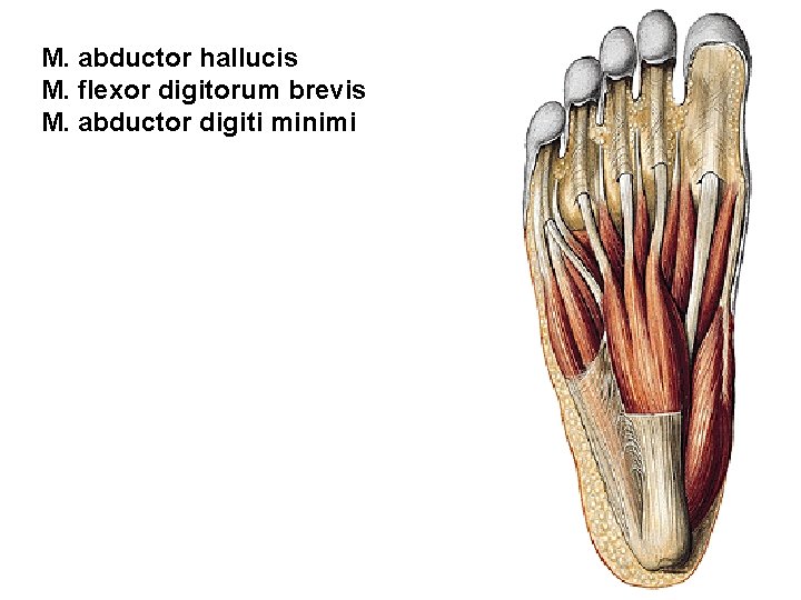 M. abductor hallucis M. flexor digitorum brevis M. abductor digiti minimi 