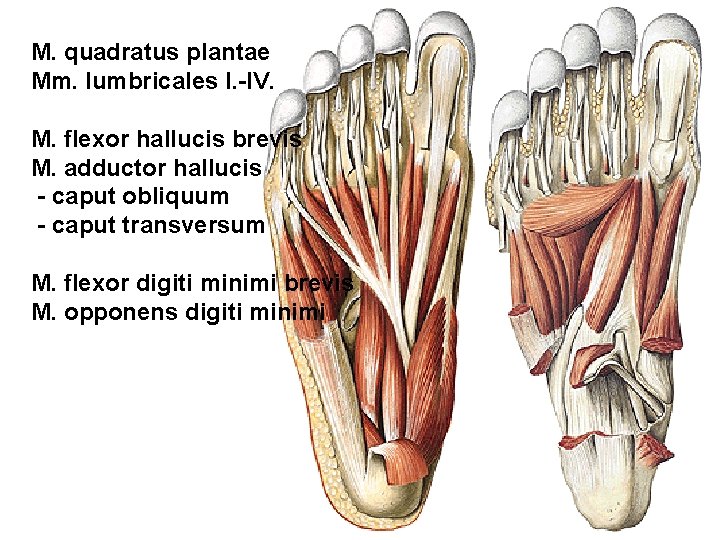 M. quadratus plantae Mm. lumbricales I. -IV. M. flexor hallucis brevis M. adductor hallucis