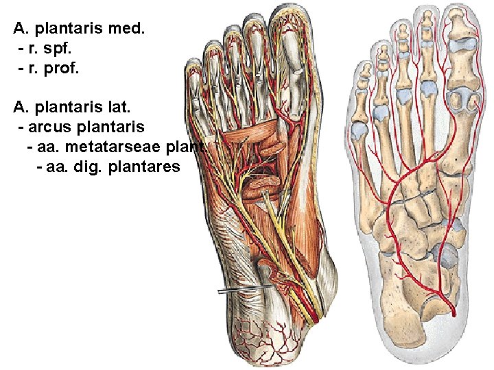 A. plantaris med. - r. spf. - r. prof. A. plantaris lat. - arcus