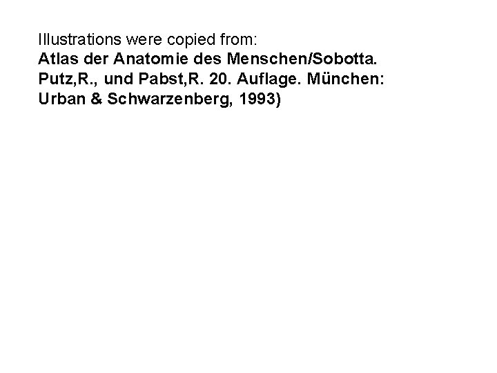 Illustrations were copied from: Atlas der Anatomie des Menschen/Sobotta. Putz, R. , und Pabst,