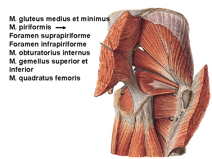 M. gluteus medius et minimus M. piriformis Foramen suprapiriforme Foramen infrapiriforme M. obturatorius internus